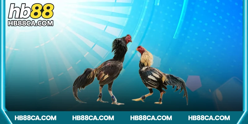 Bí quyết tăng tỷ lệ chiến thắng