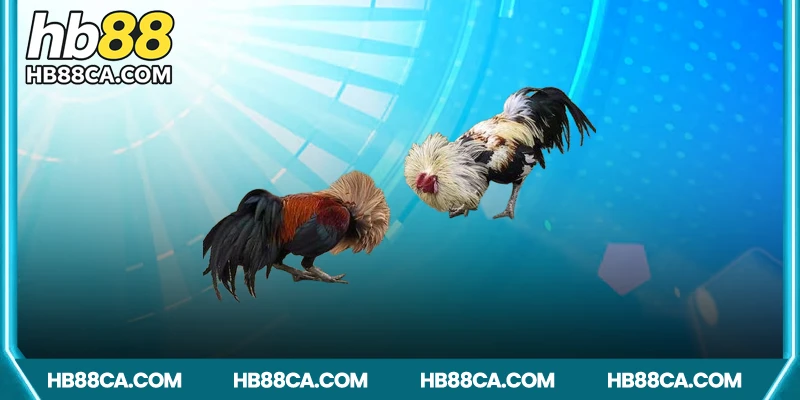 Các hình thức phổ biến trong đá gà Campuchia