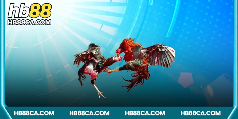 Các hình thức thi đấu trong đá gà CPC1