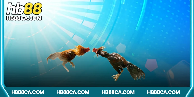 Các hình thức trực tiếp đá gà online phổ biến