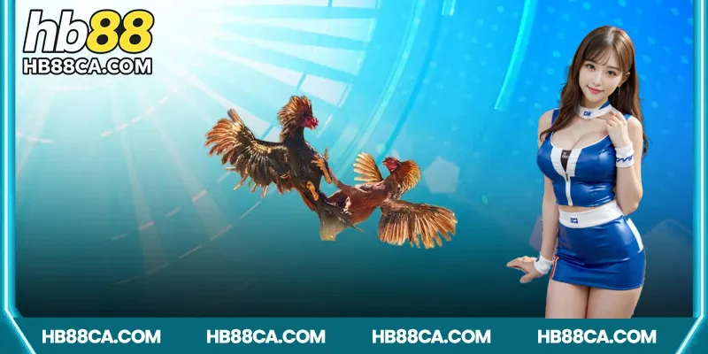 Đa dạng bộ môn đá gà và kèo cược