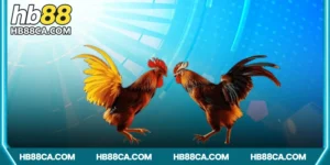 Tìm hiểu về đá gà Campuchia HB88