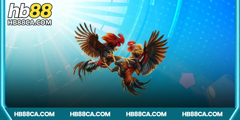 Trải nghiệm độc đáo cùng đá gà HB88
