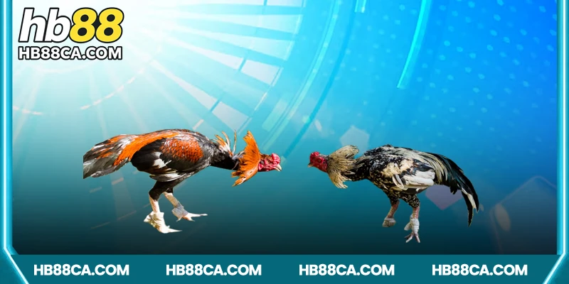 Vì sao nên chọn HB88 để chơi đá gà CPC1