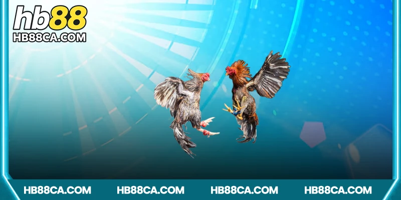 Vì sao nên chọn HB88